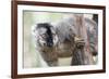 Common Brown Lemur (Eulemur Fulvus), Lemur Island, Andasibe National Park, Madagascar, Africa-Matthew Williams-Ellis-Framed Photographic Print