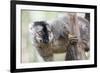 Common Brown Lemur (Eulemur Fulvus), Lemur Island, Andasibe National Park, Madagascar, Africa-Matthew Williams-Ellis-Framed Photographic Print