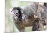 Common Brown Lemur (Eulemur Fulvus), Lemur Island, Andasibe National Park, Madagascar, Africa-Matthew Williams-Ellis-Mounted Photographic Print