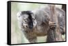 Common Brown Lemur (Eulemur Fulvus), Lemur Island, Andasibe National Park, Madagascar, Africa-Matthew Williams-Ellis-Framed Stretched Canvas