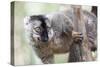 Common Brown Lemur (Eulemur Fulvus), Lemur Island, Andasibe National Park, Madagascar, Africa-Matthew Williams-Ellis-Stretched Canvas