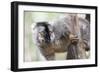 Common Brown Lemur (Eulemur Fulvus), Lemur Island, Andasibe National Park, Madagascar, Africa-Matthew Williams-Ellis-Framed Photographic Print