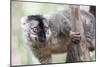 Common Brown Lemur (Eulemur Fulvus), Lemur Island, Andasibe National Park, Madagascar, Africa-Matthew Williams-Ellis-Mounted Photographic Print