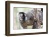 Common Brown Lemur (Eulemur Fulvus), Lemur Island, Andasibe National Park, Madagascar, Africa-Matthew Williams-Ellis-Framed Photographic Print