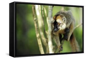 Common Brown Lemur in a tree, Ile Aux Lemuriens, Andasibe, Madagascar-Anthony Asael-Framed Stretched Canvas
