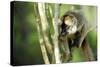 Common Brown Lemur in a tree, Ile Aux Lemuriens, Andasibe, Madagascar-Anthony Asael-Stretched Canvas