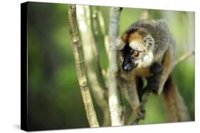 Common Brown Lemur in a tree, Ile Aux Lemuriens, Andasibe, Madagascar-Anthony Asael-Stretched Canvas