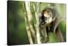 Common Brown Lemur in a tree, Ile Aux Lemuriens, Andasibe, Madagascar-Anthony Asael-Stretched Canvas