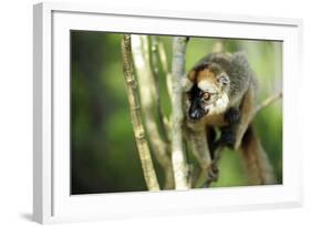 Common Brown Lemur in a tree, Ile Aux Lemuriens, Andasibe, Madagascar-Anthony Asael-Framed Photographic Print