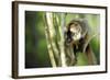 Common Brown Lemur in a tree, Ile Aux Lemuriens, Andasibe, Madagascar-Anthony Asael-Framed Photographic Print