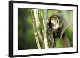 Common Brown Lemur in a tree, Ile Aux Lemuriens, Andasibe, Madagascar-Anthony Asael-Framed Photographic Print