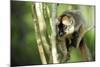 Common Brown Lemur in a tree, Ile Aux Lemuriens, Andasibe, Madagascar-Anthony Asael-Mounted Photographic Print