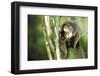 Common Brown Lemur in a tree, Ile Aux Lemuriens, Andasibe, Madagascar-Anthony Asael-Framed Photographic Print