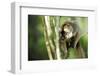 Common Brown Lemur in a tree, Ile Aux Lemuriens, Andasibe, Madagascar-Anthony Asael-Framed Photographic Print