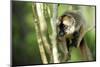 Common Brown Lemur in a tree, Ile Aux Lemuriens, Andasibe, Madagascar-Anthony Asael-Mounted Photographic Print
