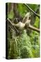 Common Brown Lemur, Madagascar-Paul Souders-Stretched Canvas