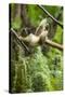 Common Brown Lemur, Madagascar-Paul Souders-Stretched Canvas