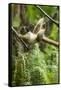 Common Brown Lemur, Madagascar-Paul Souders-Framed Stretched Canvas