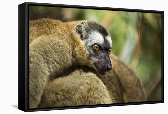 Common Brown Lemur, Madagascar-Paul Souders-Framed Stretched Canvas