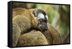 Common Brown Lemur, Madagascar-Paul Souders-Framed Stretched Canvas