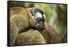 Common Brown Lemur, Madagascar-Paul Souders-Framed Stretched Canvas