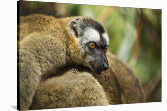 Common Brown Lemur, Madagascar-Paul Souders-Stretched Canvas