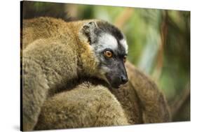 Common Brown Lemur, Madagascar-Paul Souders-Stretched Canvas