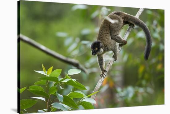 Common Brown Lemur, Madagascar-Paul Souders-Stretched Canvas