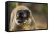 Common Brown Lemur, Madagascar-Paul Souders-Framed Stretched Canvas