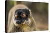Common Brown Lemur, Madagascar-Paul Souders-Stretched Canvas