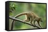Common Brown Lemur, Madagascar-Paul Souders-Framed Stretched Canvas
