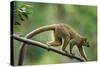 Common Brown Lemur, Madagascar-Paul Souders-Stretched Canvas