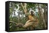 Common Brown Lemur, Madagascar-Paul Souders-Framed Stretched Canvas