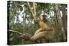 Common Brown Lemur, Madagascar-Paul Souders-Stretched Canvas