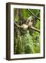 Common Brown Lemur, Madagascar-Paul Souders-Framed Photographic Print