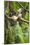 Common Brown Lemur, Madagascar-Paul Souders-Mounted Photographic Print