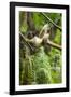 Common Brown Lemur, Madagascar-Paul Souders-Framed Photographic Print