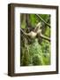 Common Brown Lemur, Madagascar-Paul Souders-Framed Photographic Print