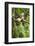 Common Brown Lemur, Madagascar-Paul Souders-Framed Photographic Print