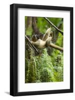 Common Brown Lemur, Madagascar-Paul Souders-Framed Photographic Print