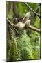 Common Brown Lemur, Madagascar-Paul Souders-Mounted Photographic Print