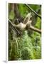 Common Brown Lemur, Madagascar-Paul Souders-Framed Photographic Print