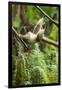 Common Brown Lemur, Madagascar-Paul Souders-Framed Photographic Print