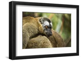 Common Brown Lemur, Madagascar-Paul Souders-Framed Photographic Print