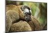 Common Brown Lemur, Madagascar-Paul Souders-Mounted Photographic Print