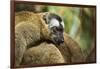 Common Brown Lemur, Madagascar-Paul Souders-Framed Photographic Print