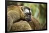 Common Brown Lemur, Madagascar-Paul Souders-Framed Photographic Print