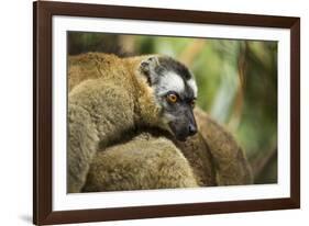 Common Brown Lemur, Madagascar-Paul Souders-Framed Photographic Print