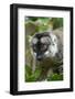 Common Brown Lemur, Madagascar-Paul Souders-Framed Photographic Print