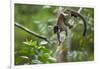 Common Brown Lemur, Madagascar-Paul Souders-Framed Photographic Print